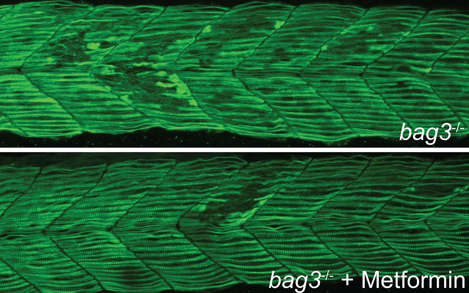 Muscle fibres in an untreated bag3 mutant zebrafish and a metformin-treated bag3 mutant zebrafish