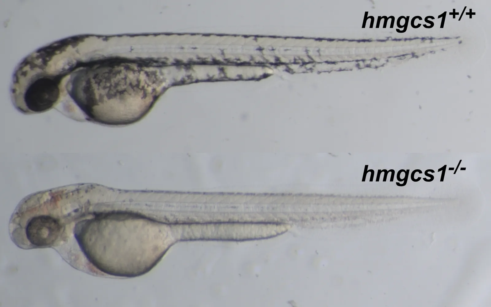 Unaffected hmgcs1 zebrafish sibling compared with an hmgcs1 mutant zebrafish